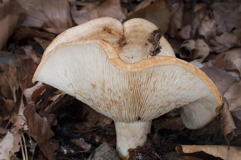 Lactarius evosmus